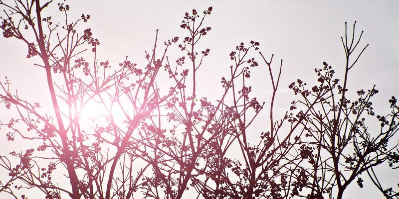 认知无线电与动态频谱共享：重塑网络设计与安装的未来